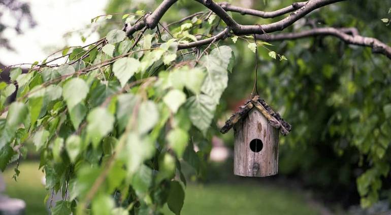 Cut branches to better meet